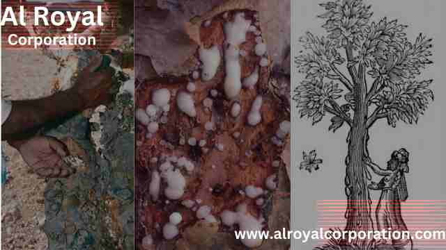 Harvesting-of-Frankincense-in-Oman